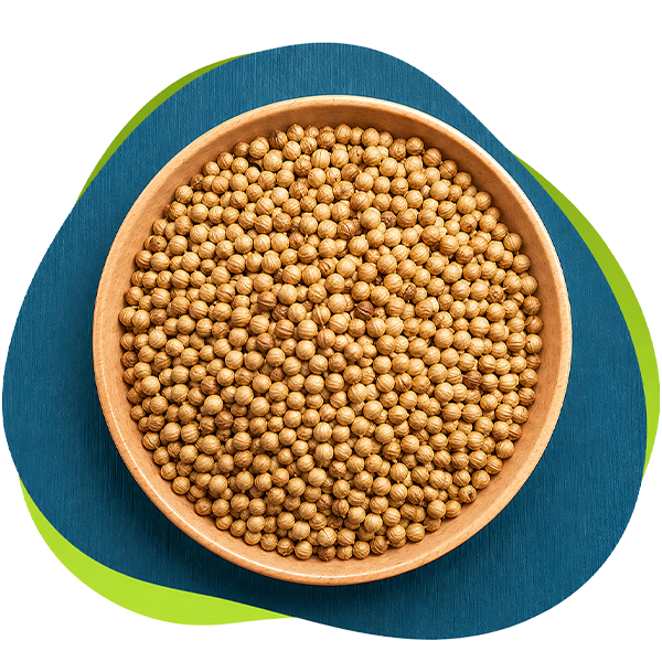 Coriandrum Sativum