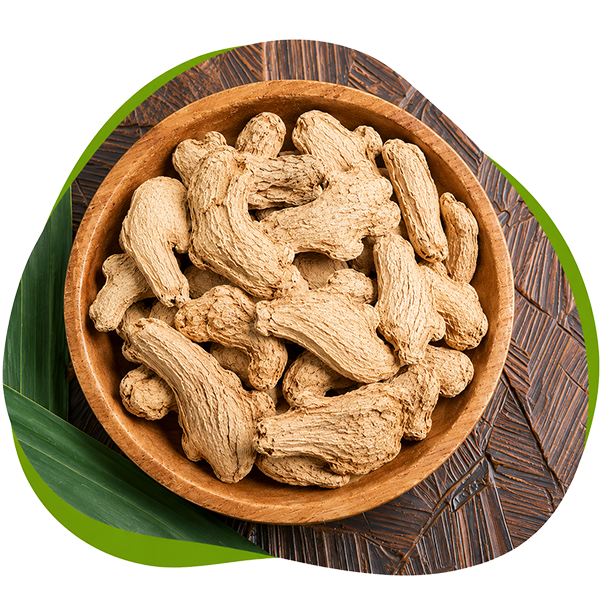 Zingiber Officinale