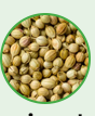 Coriander