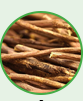 Mulathi (Licorice)
